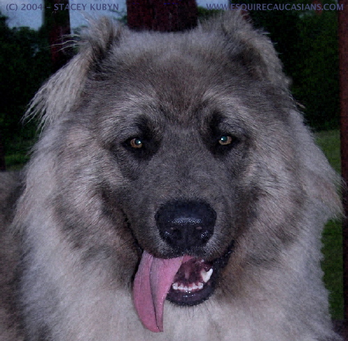 blue caucasian shepherd