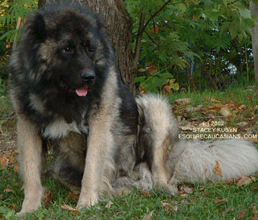 russian mountain dog for sale